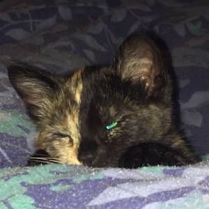 Meet your Posher, Melody